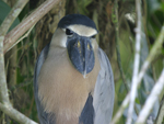 Boat-billed Heron    Cochlearius cochlearius